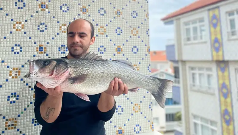 7,5 Kiloluk Dev Levrek Avıyla Şaşkına Çeviren Balıkçı!